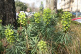 Euphorbia characias subsp. wulfenii RCP3-09 093.jpg